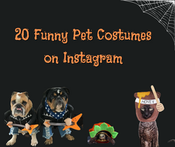 20 Funny Pet Costumes on Instagram