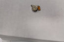 Vibrator Motor for Apple iPhone 4S A1387