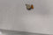 Vibrator Motor for Apple iPhone 4S A1387 - Apple - Simple Cell Shop, Free shipping from Maryland!