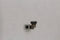 Rear Facing Camera for Samsung Galaxy Note II SCH-I605 - Samsung - Simple Cell Shop, Free shipping from Maryland!